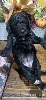 Black widow, a female Miniature Goldendoodle for sale in Gastonia, NC – 2 of 4