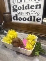 Ruby toy/ micro, a female Poodle - Toy  and Miniature Goldendoodle for sale in Gastonia, NC – 2 of 9