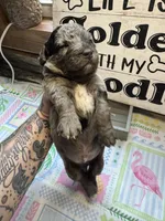 Blues clues, a male Miniature Aussiedoodle and Miniature Goldendoodle for sale in Gastonia, NC – 2 of 6