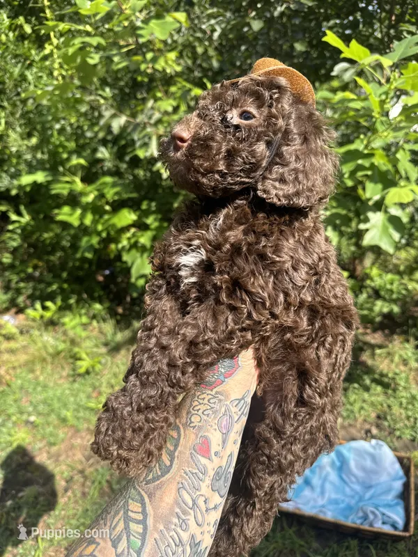 Hershey – Goldendoodle puppy for sale in Gastonia, NC