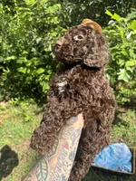 Hershey, a male Goldendoodle for sale in Gastonia, NC – 1 of 10