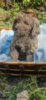 Rocko, a male Goldendoodle for sale in Gastonia, NC – 6 of 6