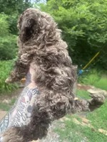 Mr.twix, a male Labradoodle and Poodle - Standard  for sale in Gastonia, NC – 6 of 10
