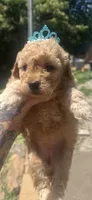Rema toy/micro, a female Poodle - Toy  and Miniature Goldendoodle for sale in Gastonia, NC – 6 of 7