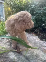 One blue eyed boy! (Rare), a male Miniature Goldendoodle for sale in Gastonia, NC – 4 of 10