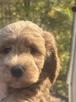 Teddy, a male Miniature Goldendoodle for sale in Gastonia, NC – 3 of 10