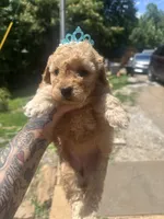 Crimson toy/ micro, a female Miniature Goldendoodle for sale in Gastonia, NC – 2 of 6
