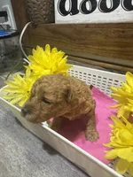 Crimson toy/ micro, a female Poodle - Toy  and Miniature Goldendoodle for sale in Gastonia, NC – 2 of 7