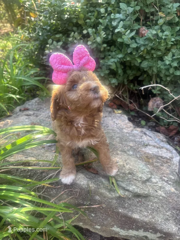 Little red – Miniature Goldendoodle puppy for sale in Gastonia, NC