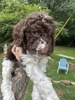 King, a male Labradoodle and Poodle - Standard  for sale in Gastonia, NC – 5 of 10