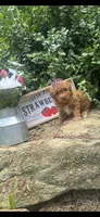 Ruby toy/ micro, a female Miniature Goldendoodle for sale in Gastonia, NC – 3 of 5