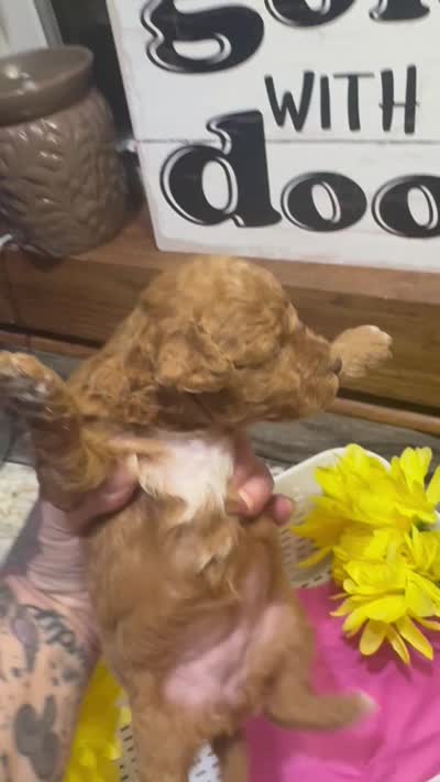 Ruby toy/ micro, a female Poodle - Toy  and Miniature Goldendoodle for sale in Gastonia, NC – 9 of 9