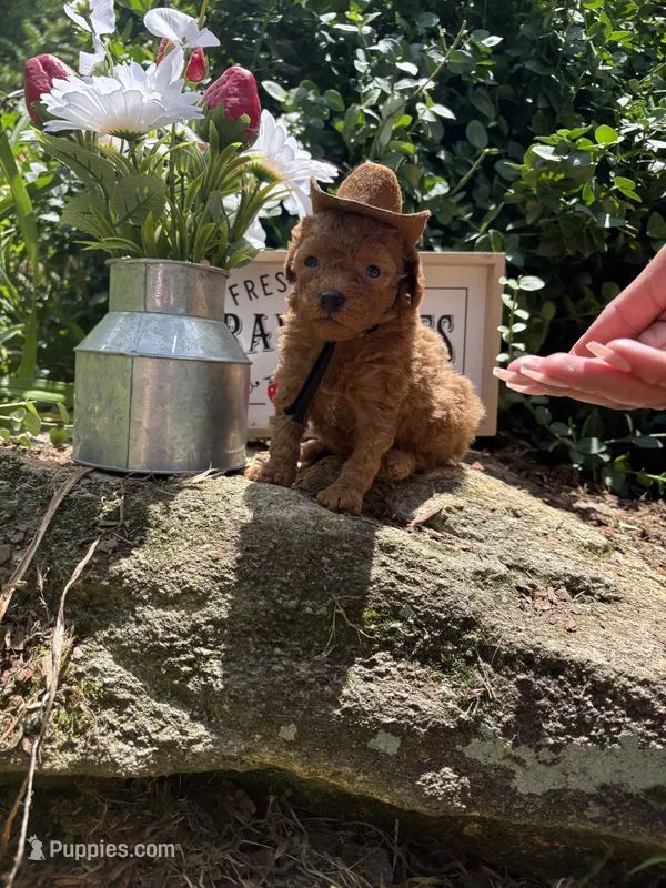 Cowboy toy/micro – Poodle - Toy , Miniature Goldendoodle puppy for sale in Gastonia, NC