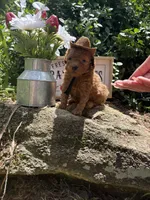 Cowboy toy/micro, a male Poodle - Toy  and Miniature Goldendoodle for sale in Gastonia, NC – 1 of 9