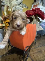 Little red, a female Miniature Goldendoodle for sale in Gastonia, NC – 2 of 7