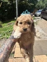 Crimson toy/ micro, a female Miniature Goldendoodle for sale in Gastonia, NC – 3 of 6