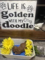 Red runt toy/micro, a male Poodle - Toy  and Miniature Goldendoodle for sale in Gastonia, NC – 7 of 7