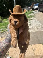 Cowboy toy/micro, a male Poodle - Toy  and Miniature Goldendoodle for sale in Gastonia, NC – 4 of 9