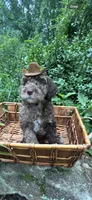Mr.twix, a male Labradoodle and Poodle - Standard  for sale in Gastonia, NC – 2 of 10