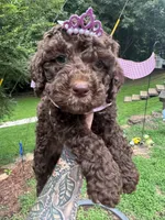 Kisses, a female Labradoodle and Poodle - Standard  for sale in Gastonia, NC – 2 of 8
