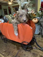 Little red, a female Miniature Goldendoodle for sale in Gastonia, NC – 1 of 7