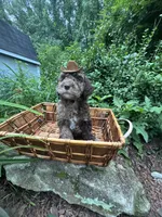 Mr.twix, a male Labradoodle and Poodle - Standard  for sale in Gastonia, NC – 3 of 10