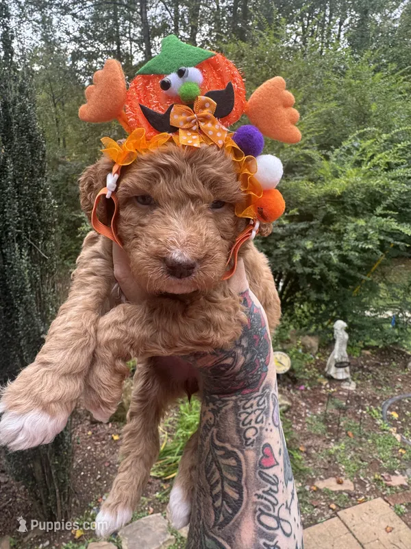 Little red – Miniature Goldendoodle puppy for sale in Gastonia, NC