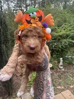 Prissy pants, a female Miniature Goldendoodle for sale in Gastonia, NC – 6 of 10