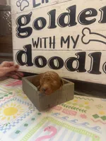 Red runt, a male Miniature Goldendoodle for sale in Gastonia, NC – 4 of 6