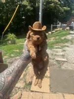 Cowboy toy/micro, a male Poodle - Toy  and Miniature Goldendoodle for sale in Gastonia, NC – 7 of 9