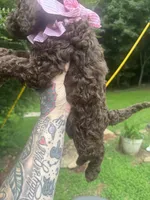 Kisses, a female Labradoodle and Poodle - Standard  for sale in Gastonia, NC – 3 of 8