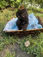 Hershey, a male Goldendoodle for sale in Gastonia, NC – 3 of 10