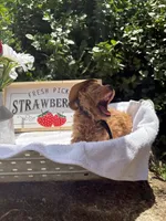 Cowboy toy/micro, a male Poodle - Toy  and Miniature Goldendoodle for sale in Gastonia, NC – 2 of 9