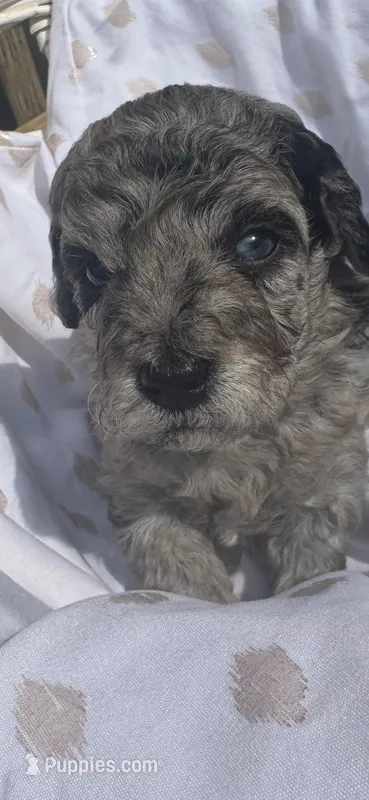 Blue eyes  – Miniature Goldendoodle puppy for sale in Gastonia, NC