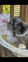 Blue ain’t your color , a female Miniature Goldendoodle for sale in Gastonia, NC – Photo 3 of 6