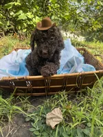 Hershey, a male Goldendoodle for sale in Gastonia, NC – 2 of 10