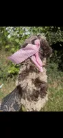 Delilah, a female Goldendoodle for sale in Gastonia, NC – 2 of 7