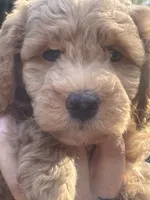 Teddy, a male Miniature Goldendoodle for sale in Gastonia, NC – 2 of 10