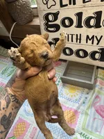 Crimson, a female Miniature Goldendoodle for sale in Gastonia, NC – 3 of 5