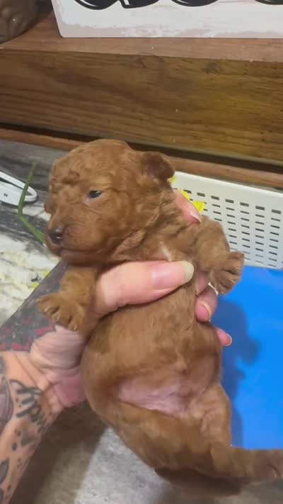 Red runt toy/micro, a male Poodle - Toy  and Miniature Goldendoodle for sale in Gastonia, NC – 4 of 7
