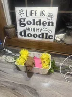 Crimson toy/ micro, a female Poodle - Toy  and Miniature Goldendoodle for sale in Gastonia, NC – 6 of 7