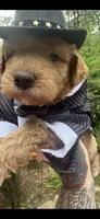 Teddy, a male Miniature Goldendoodle for sale in Gastonia, NC – 8 of 10