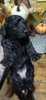 Raven, a  Miniature Goldendoodle for sale in Gastonia, NC – 6 of 6