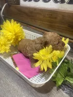 Riser toy/micro, a female Poodle - Toy  and Miniature Goldendoodle for sale in Gastonia, NC – 9 of 9