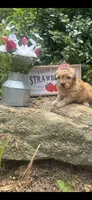 Rema toy/micro, a female Poodle - Toy  and Miniature Goldendoodle for sale in Gastonia, NC – 5 of 7