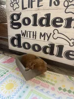 Red runt, a male Miniature Goldendoodle for sale in Gastonia, NC – 3 of 6