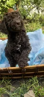 Hershey, a male Goldendoodle for sale in Gastonia, NC – 9 of 10