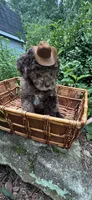 Mr.twix, a male Labradoodle and Poodle - Standard  for sale in Gastonia, NC – 9 of 10