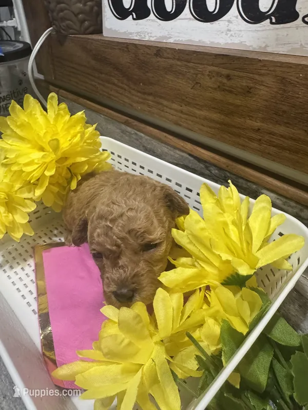 Crimson toy/ micro – Poodle - Toy , Miniature Goldendoodle puppy for sale in Gastonia, NC