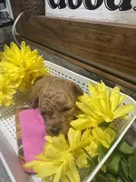 Crimson toy/ micro, a female Poodle - Toy  and Miniature Goldendoodle for sale in Gastonia, NC – 1 of 7